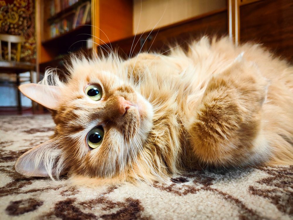 Photograph by Roman Dmitriev