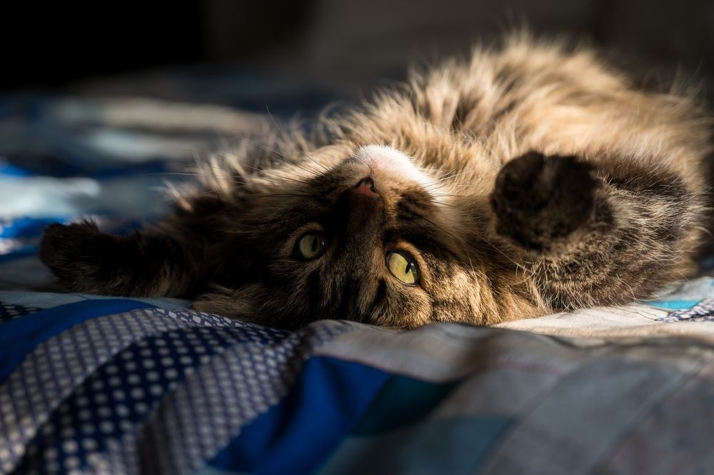 Photograph by Roman Dmitriev