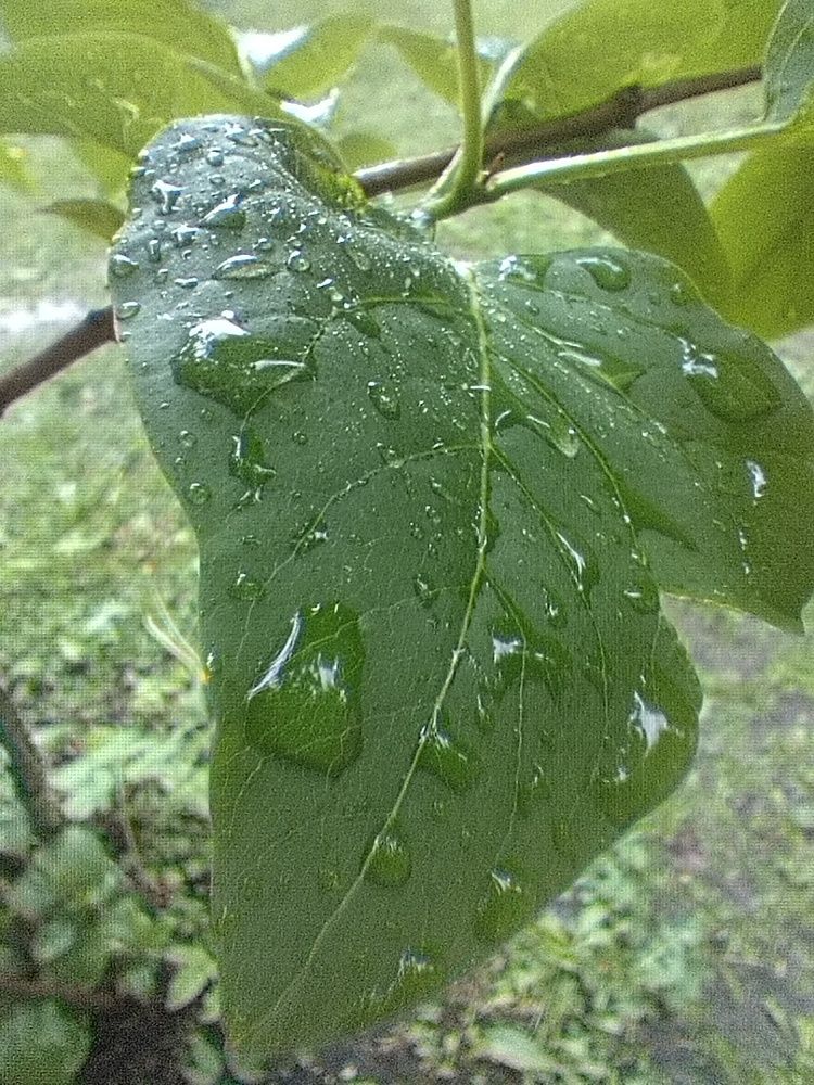 Photograph by Шевченко Алексей