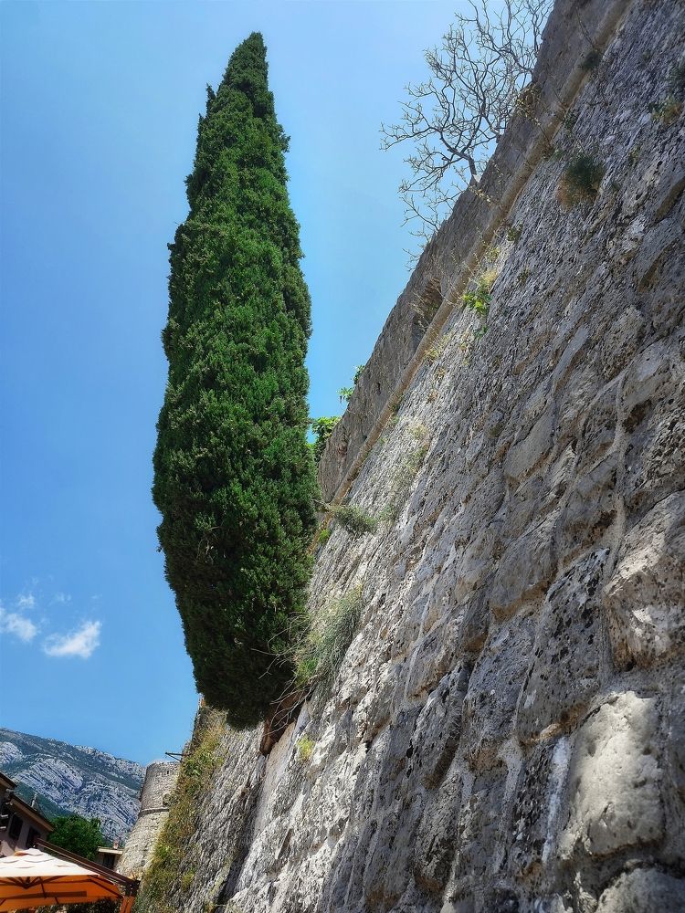 Medoteranski čempres