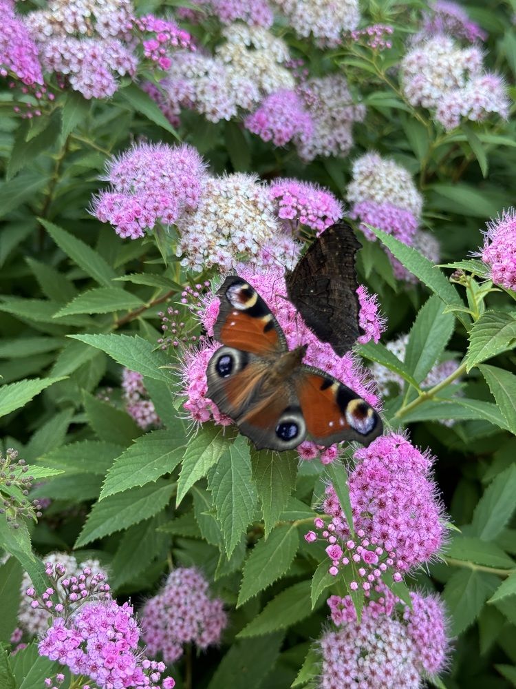 Photograph by Леся