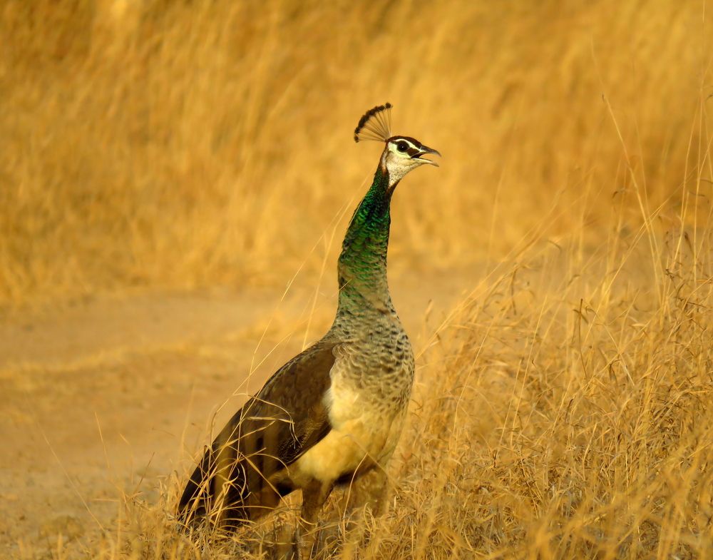 Peahen sounds a call