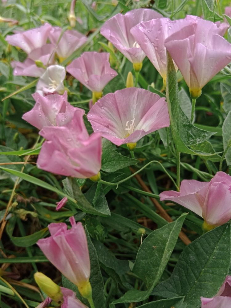 Вьюнок полевой