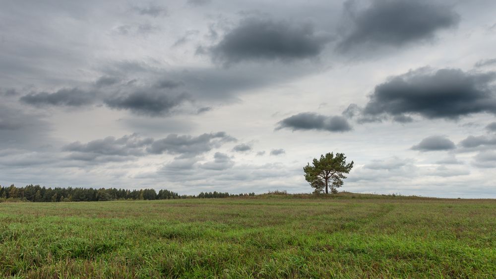 Одинокое дерево