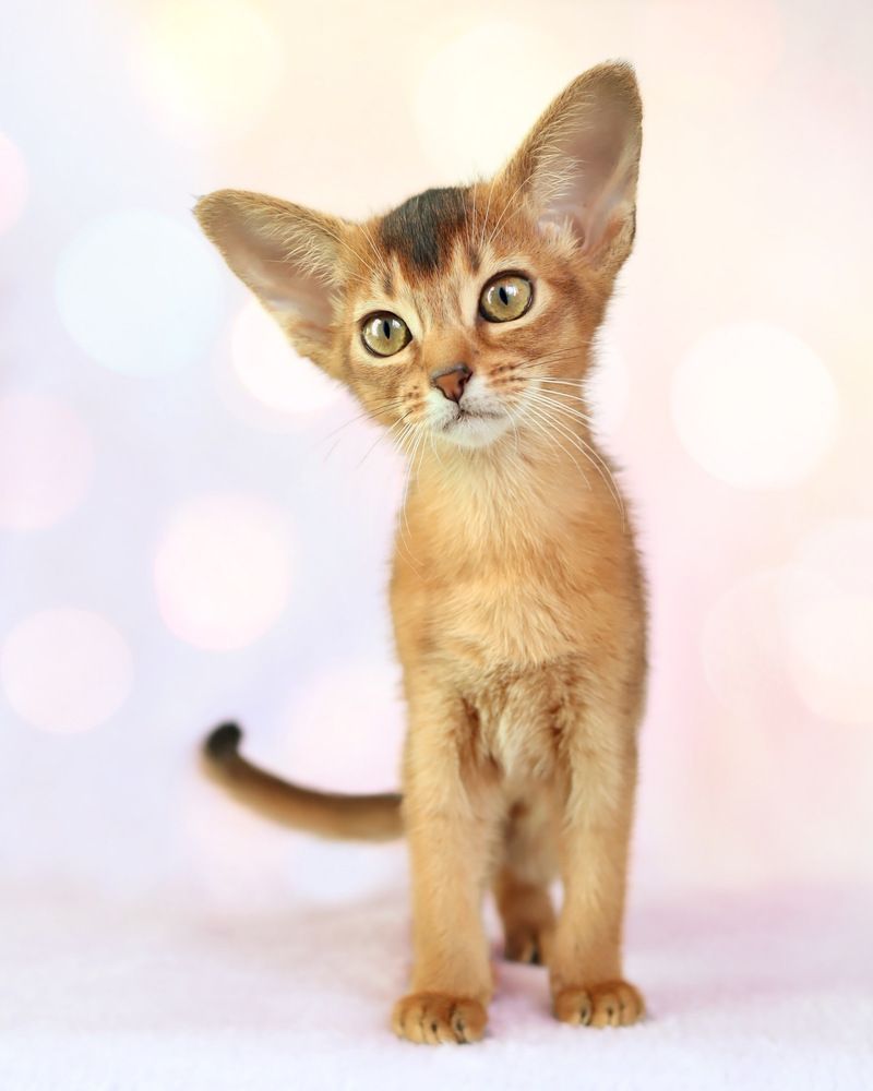 Abyssinian kitten, 2 months