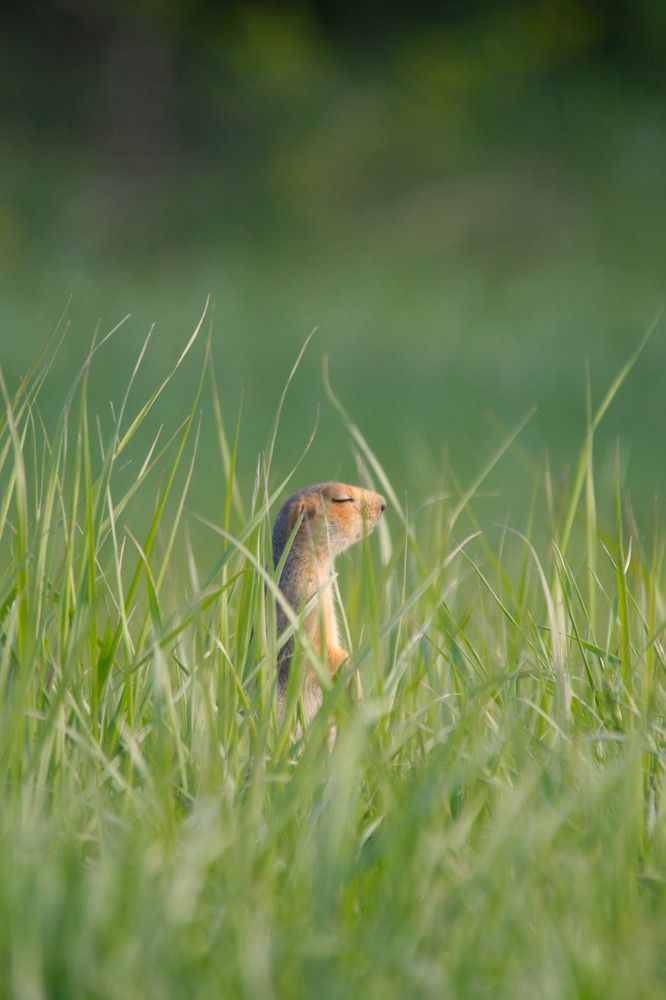 Фотография автора Татьяна Шебаршенко