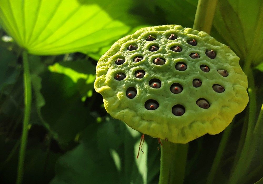 Когда отцвел лотос.