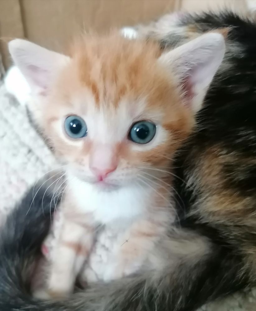 Домашние животные