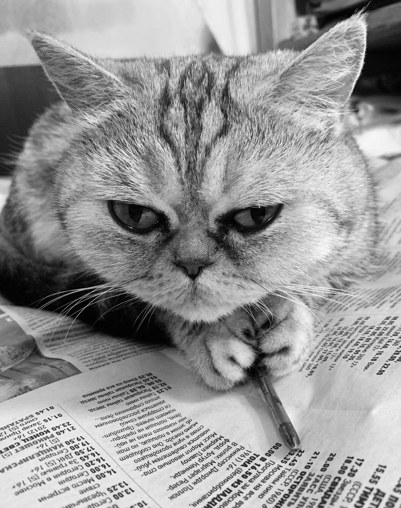 А про кошек сегодня не показывают..