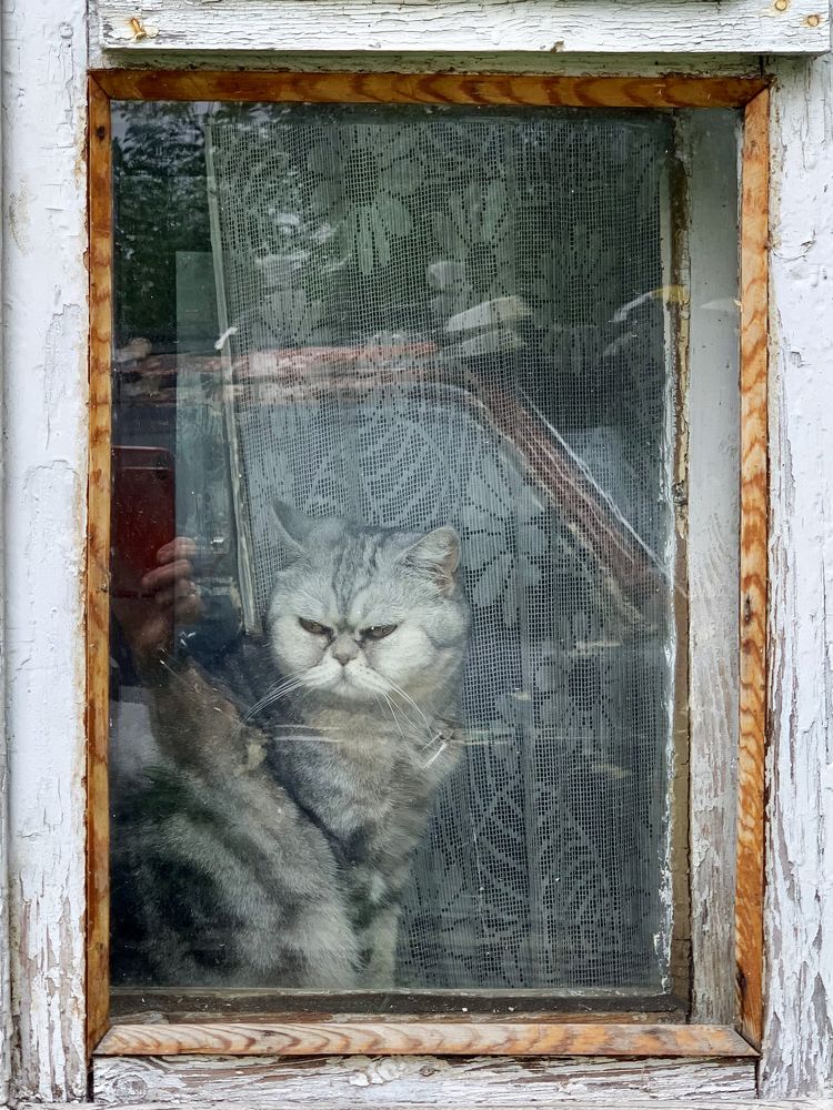 бросили кошечку одну дома :)