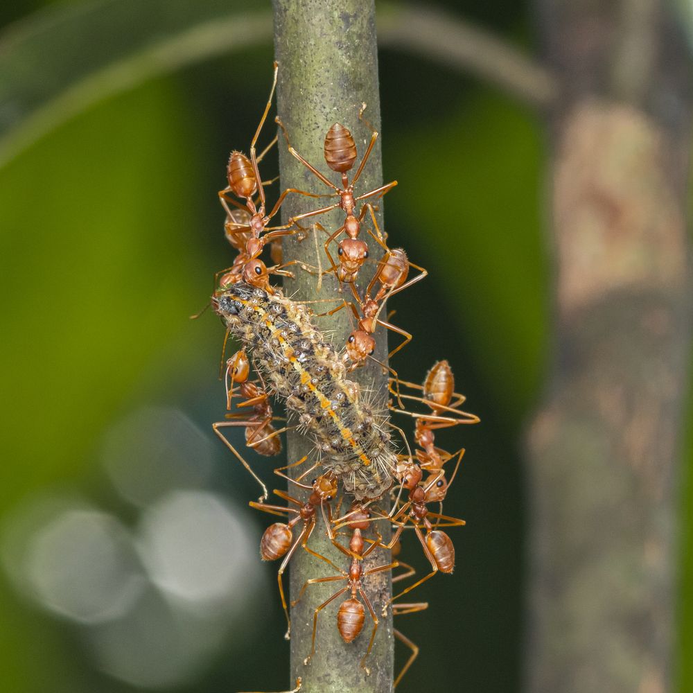 Фотография автора Rajeev Amaratunga