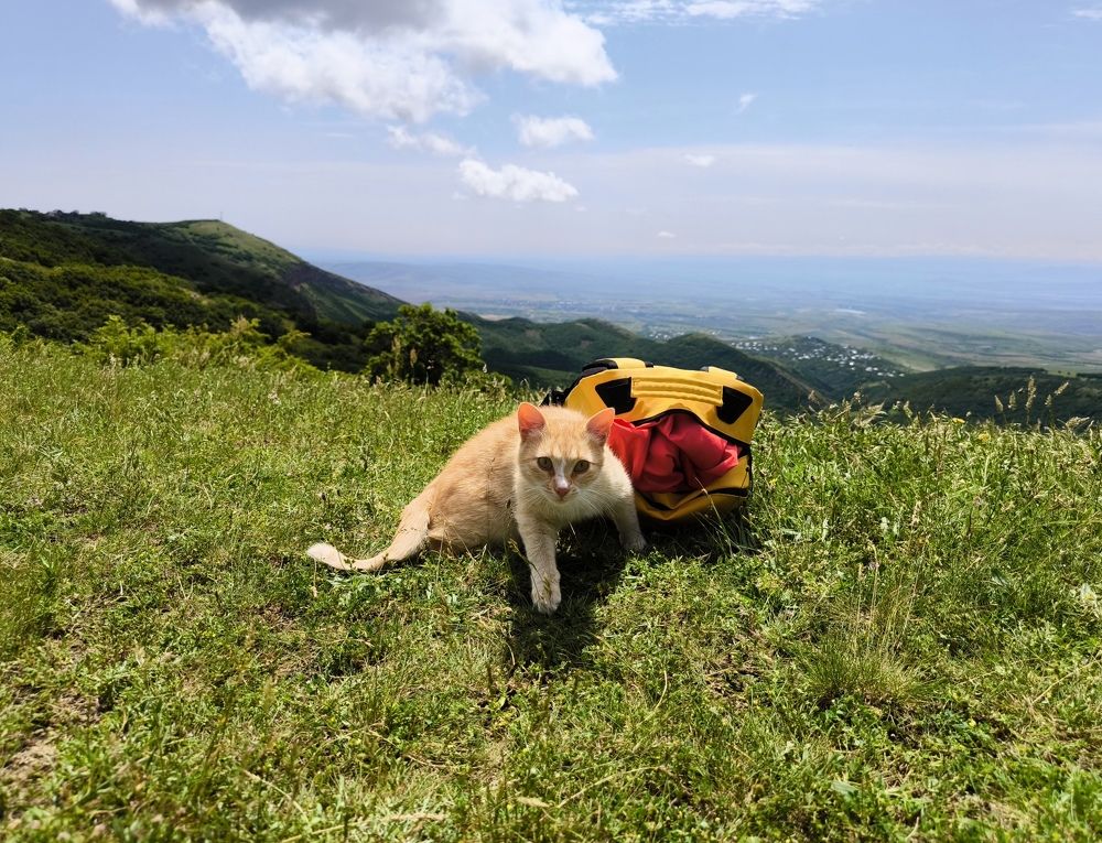 Фотография автора Ekaterina Sapezhinskaya