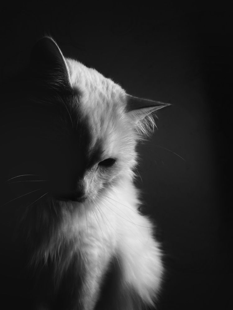 Photograph by Елена  Овчинникова