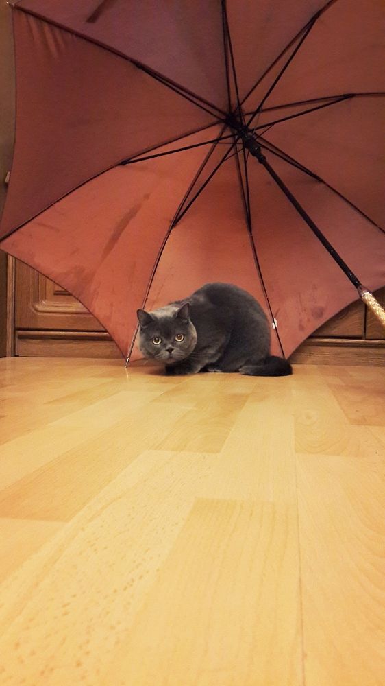 Кажется дождь начинается...