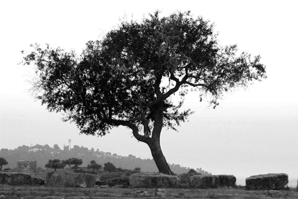 Photograph by Антон Шаркас