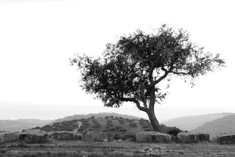 Photograph by Антон Шаркас