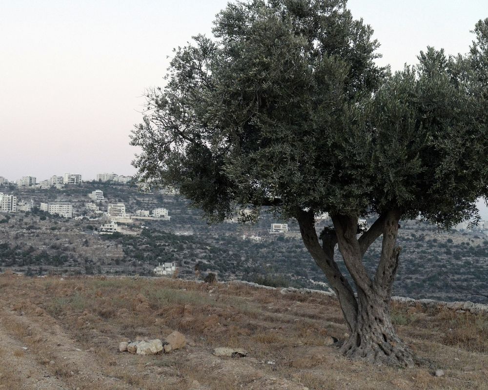 Photograph by Антон Шаркас