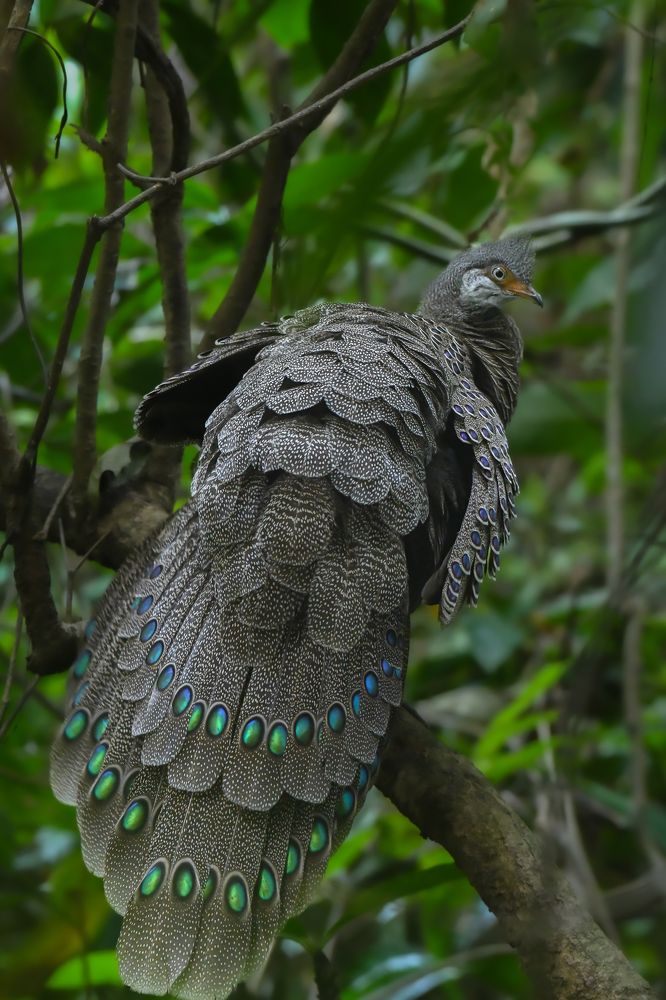 Photograph by LOREN SONOWAL