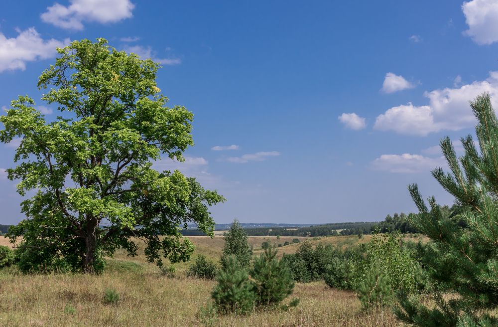 На просторе ( In the open )