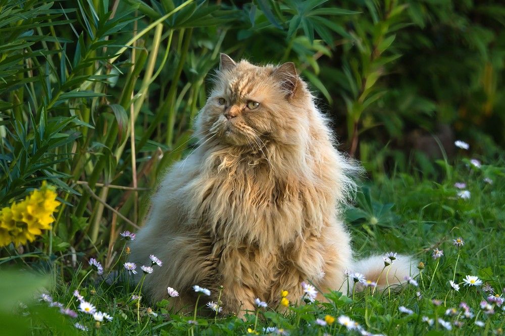 Photograph by Janis Serdienis