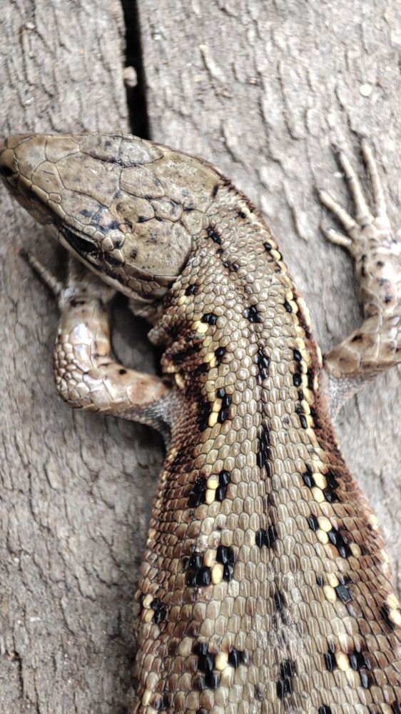 Photograph by Roman Iukliaevskii