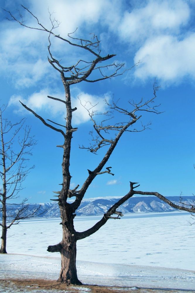 Фотография автора Татьяна Даль