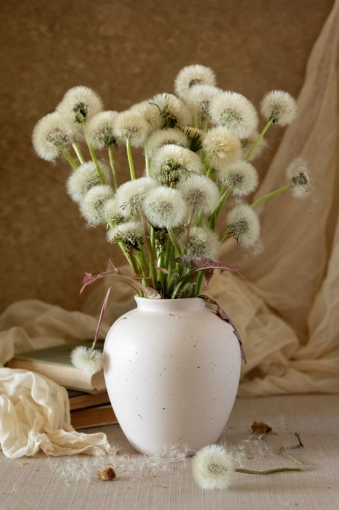 Одуванчики