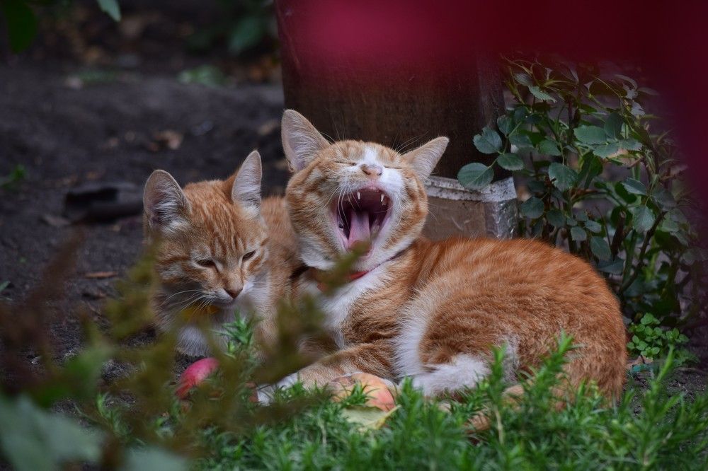 Photograph by Лариса Стрекулева