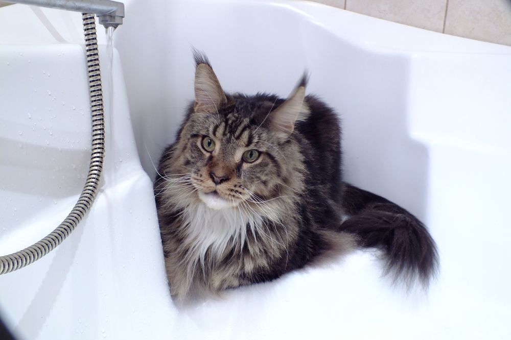 Sir Edward in the bathroom