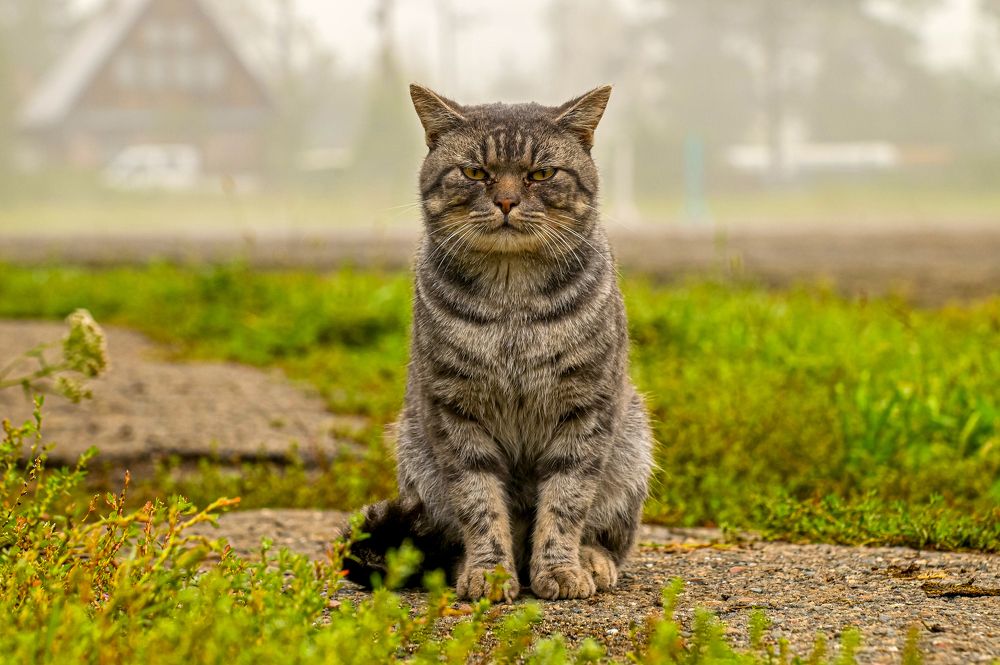 Главный на районе