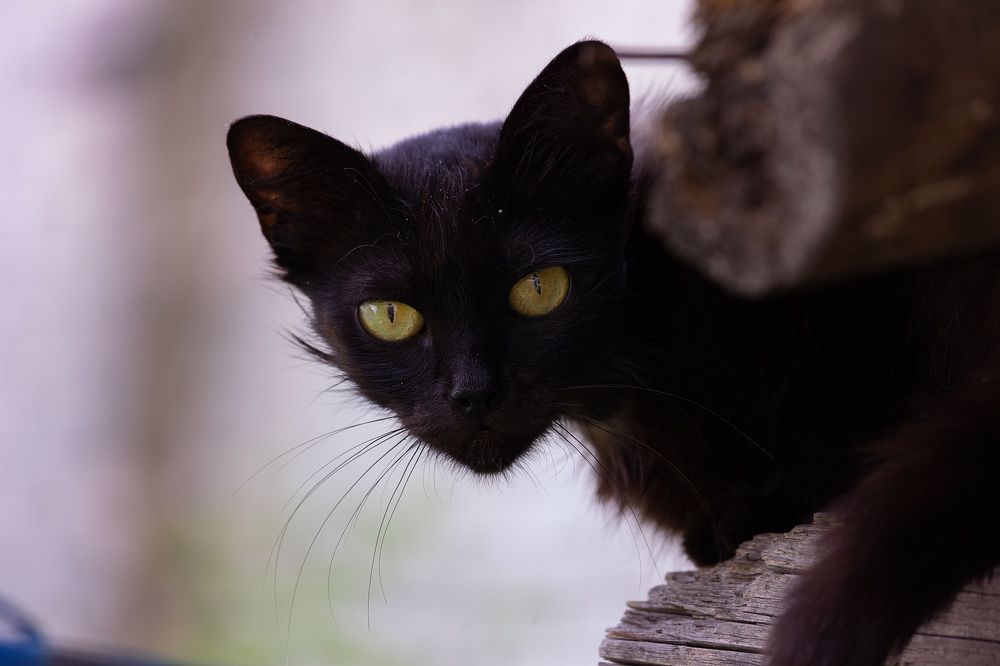 Photograph by Виктория Сивакова