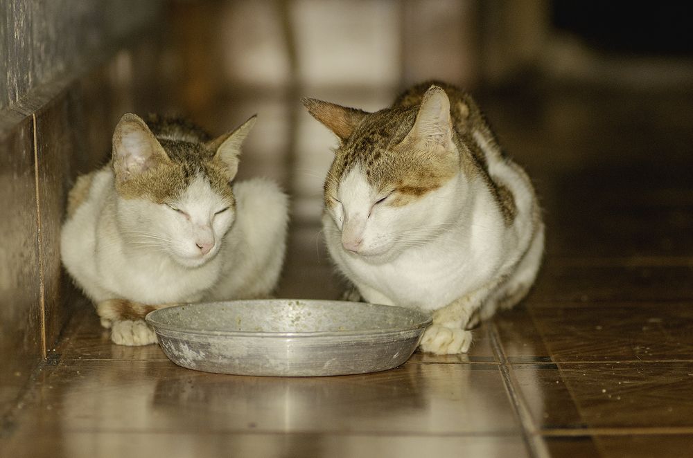 Фотография автора Hari Saya