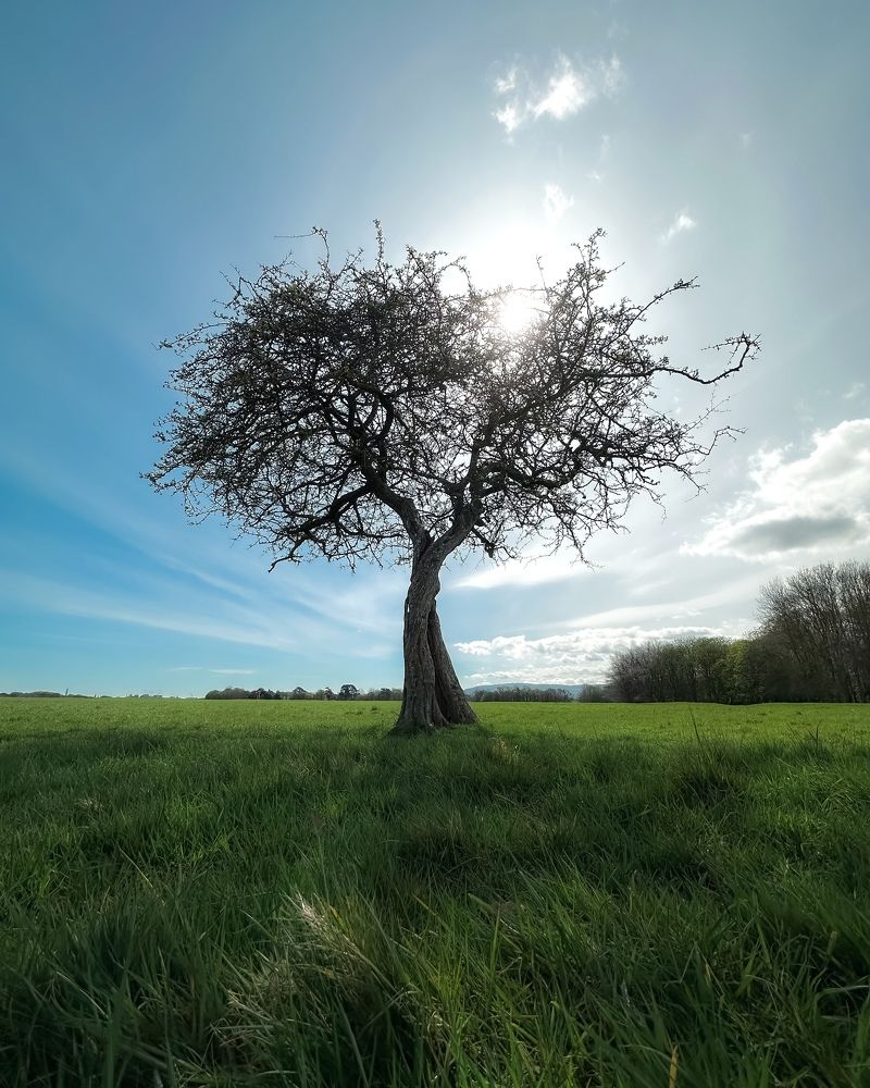 Lonely trees are not lonely