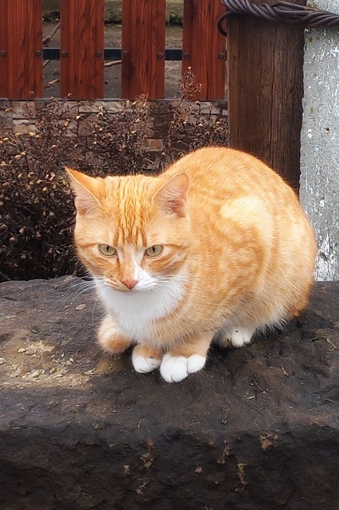 Photograph by Елена Никитина