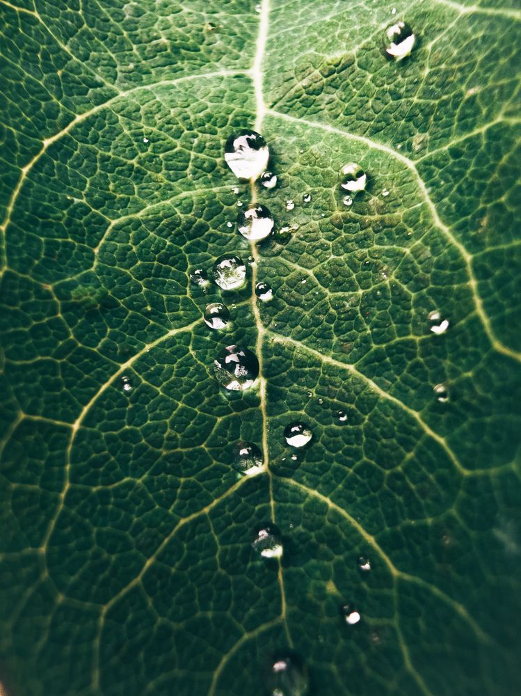 Raindrops macro shot