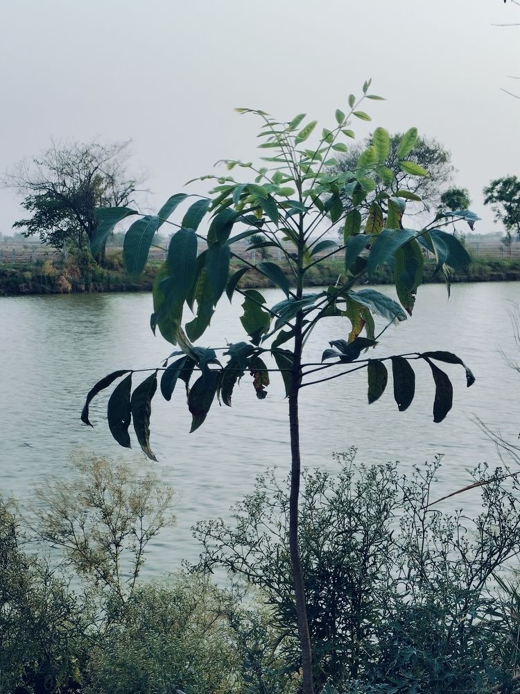 Photograph by Ashwini Rai