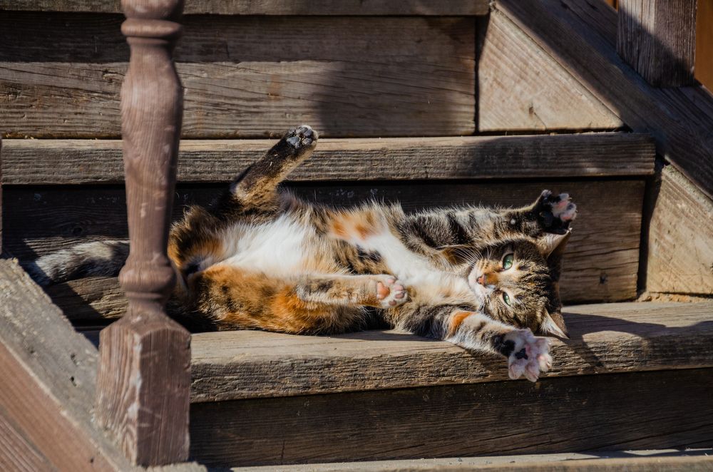 Photograph by Анастасия Григорян