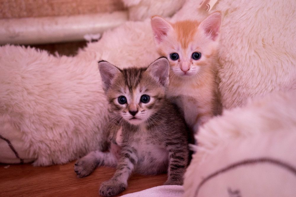 Photograph by mikhail goryachev