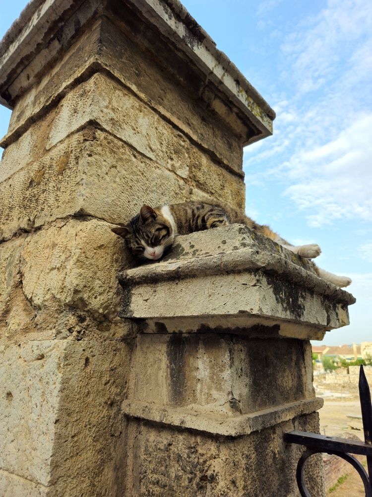 Котик устал от дневной суеты