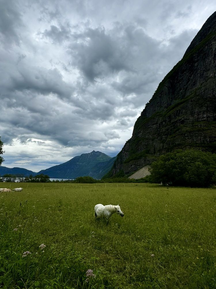 Horse and mountain