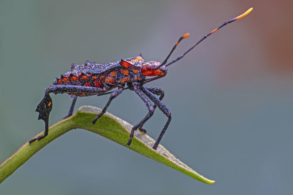 Фотография автора ChonTin NeCoTi