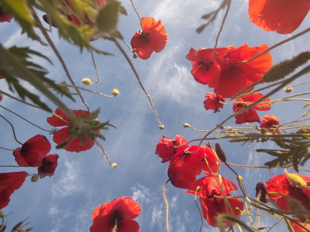 Псковские маки