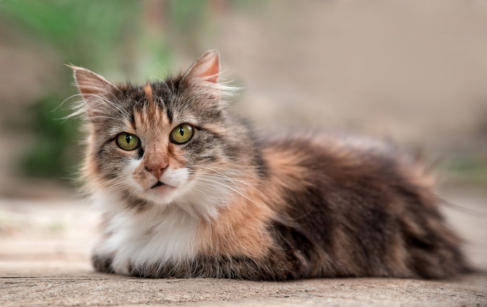 Photograph by Рагинская Ольга