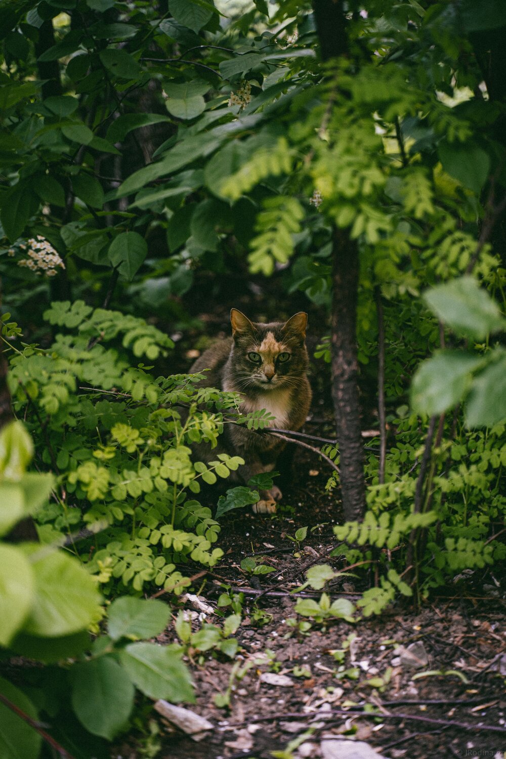 Photo #10780184