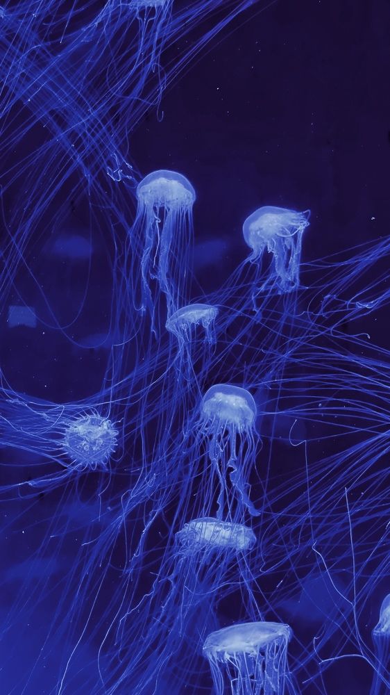 Фотография автора Svetlana Siniakova