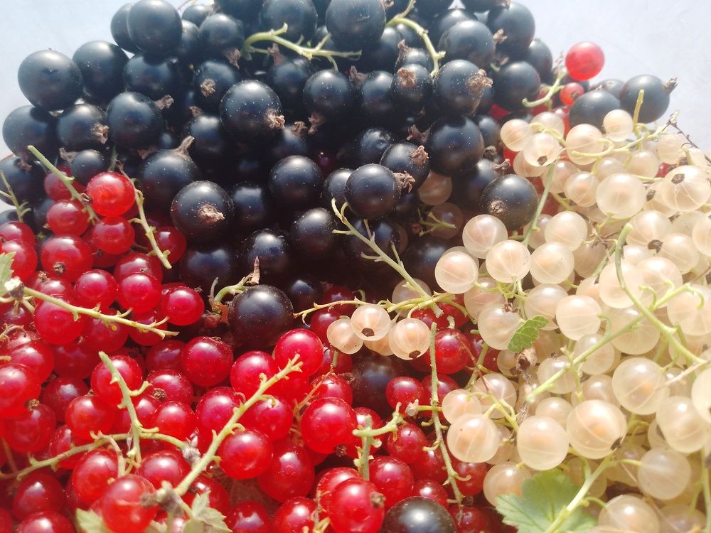 Photo #10780233