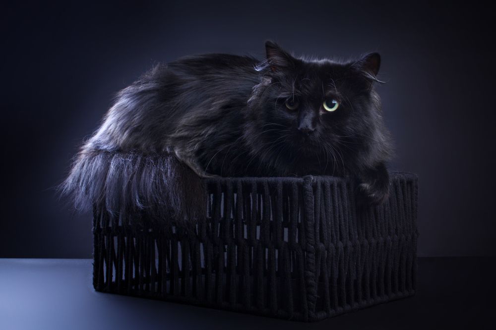 Simuran Onix, siberian cat