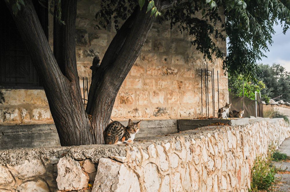 Photograph by IRINA Eid