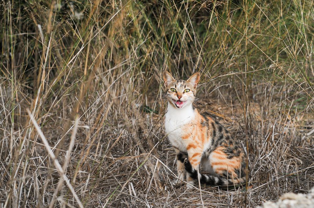 Photograph by IRINA Eid