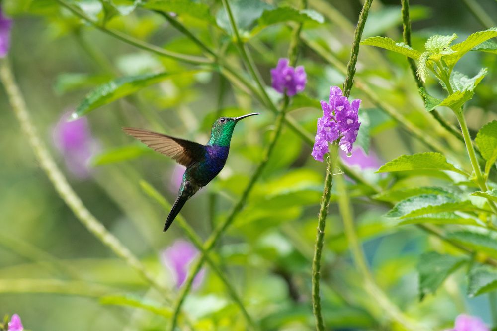 Photograph by Edut Flores Huaman